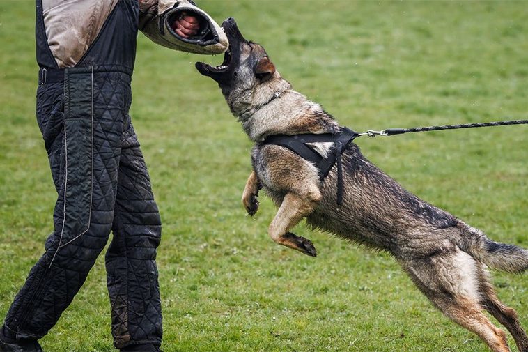 Tysk Schäferhund – 14 roliga och spännande fakta du inte får missa
