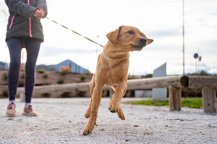 Så får du din hund att sluta dra i kopplet – hundtränarens bästa tips
