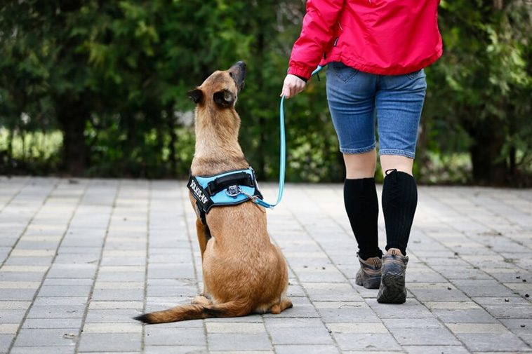 Så får du din hund att sluta dra i kopplet – hundtränarens bästa tips