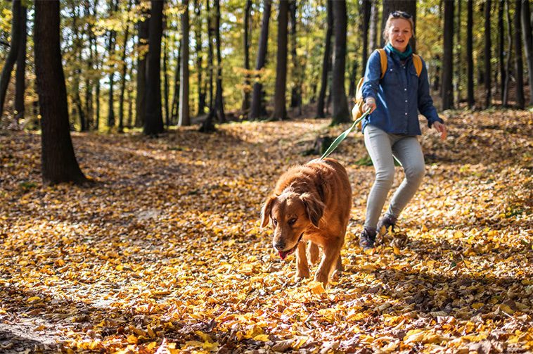 Så får du din hund att sluta dra i kopplet – hundtränarens bästa tips