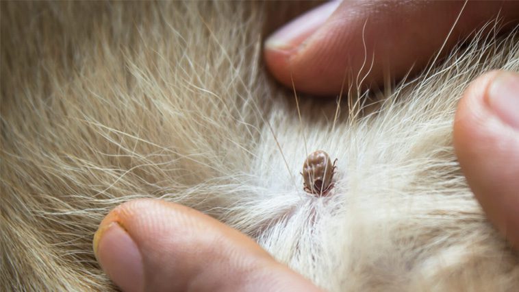 Hundägare tar inte fästingar på allvar, enligt en ny undersökning