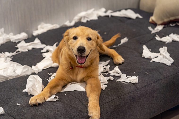 Hundtränare förklarar varför hundar egentligen älskar att riva papper