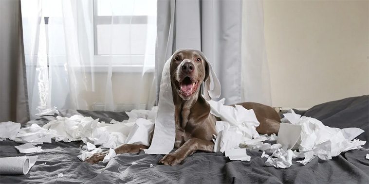 Hundtränare förklarar varför hundar egentligen älskar att riva papper