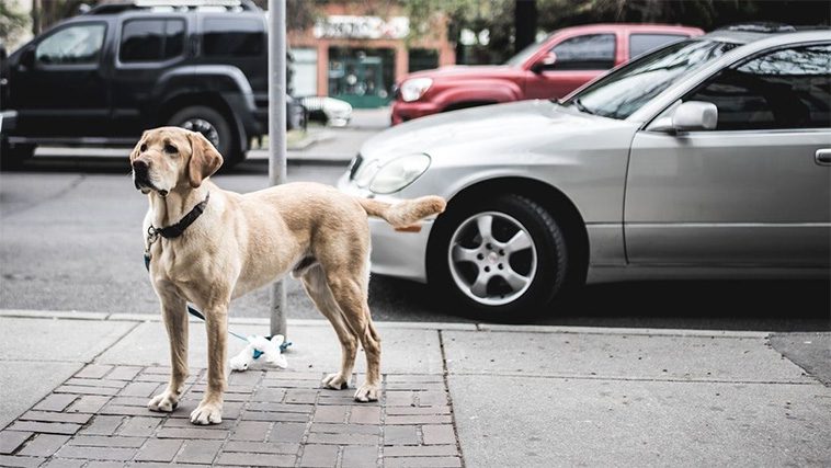 Hundsemester i Spanien? Det kan bli en dyr historia