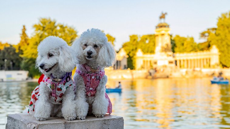 Hundsemester i Spanien? Det kan bli en dyr historia