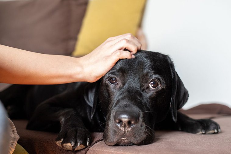 Varför du inte ska klappa din hund när den är rädd – Djurbeteendeexpert förklarar