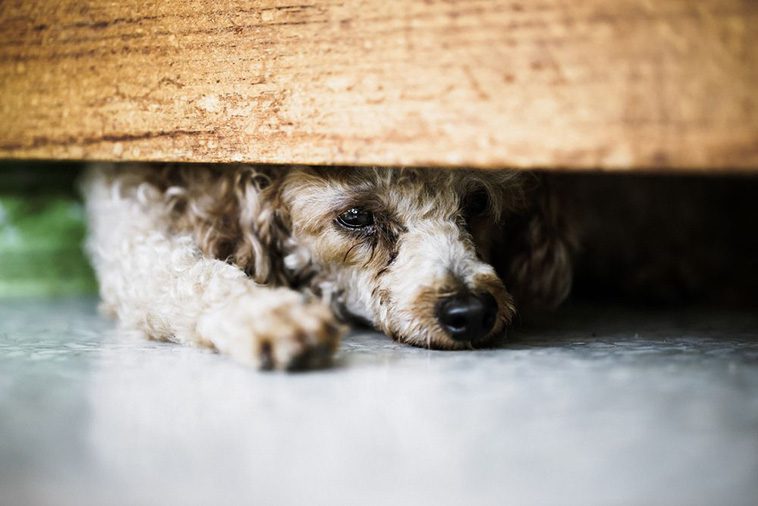 Varför du inte ska klappa din hund när den är rädd – Djurbeteendeexpert förklarar
