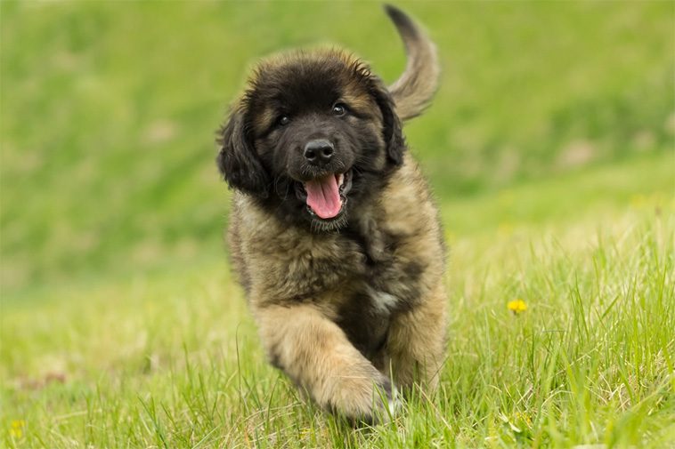 Hundraser: Leonberger