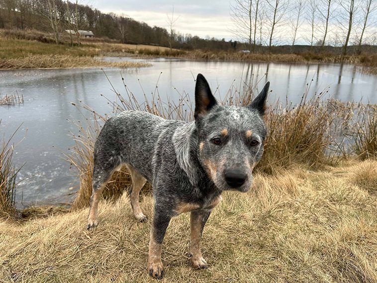Månadens vovve: Vallhunden Svea – Full fart och glädje