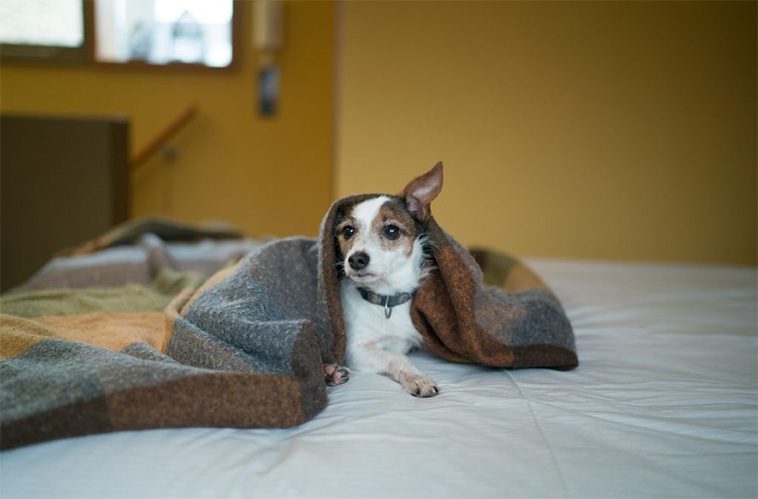 Här är (o)ljuden i hemmet som din hund verkligen avskyr