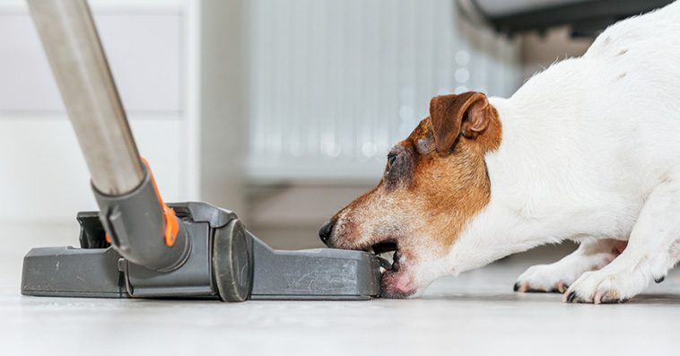 Här är (o)ljuden i hemmet som din hund verkligen avskyr