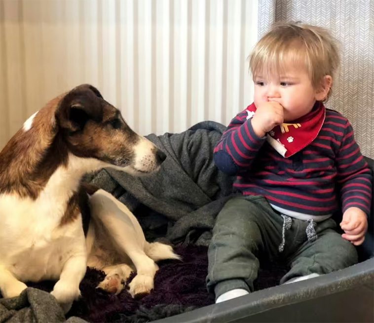 Sexåring skriver historia – yngsta tävlanden någonsin på Crufts