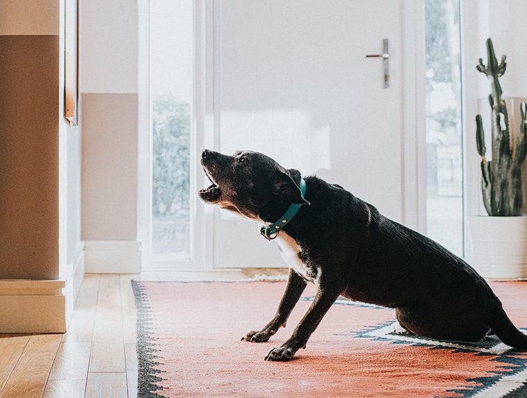 Så får du din hund att sluta skälla vid dörren – 3 enkla metoder