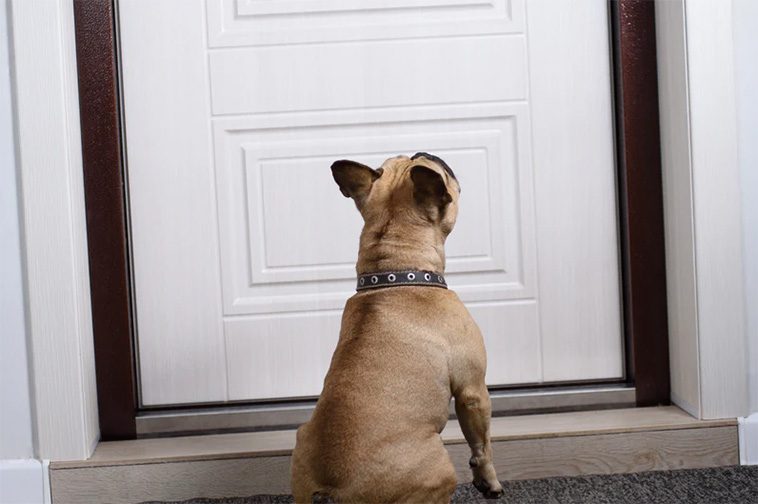 Så får du din hund att sluta skälla vid dörren – 3 enkla metoder