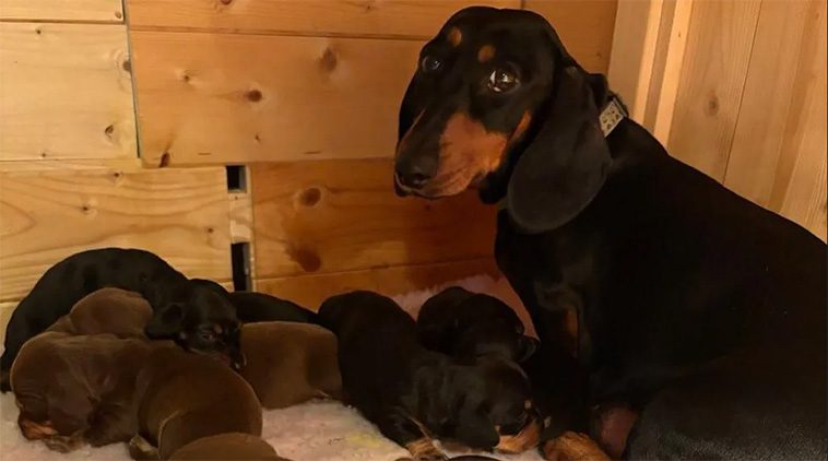 Tax överraskar sin husse med 11 (!) valpar