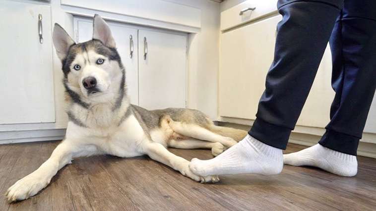 Råkade du trampa på din hund? Det här är det bästa sättet att säga förlåt på, enligt forskning