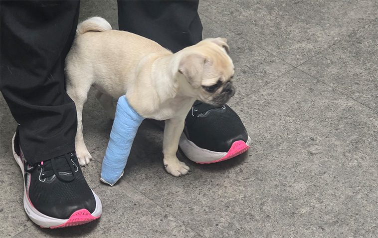 Råkade du trampa på din hund? Det här är det bästa sättet att säga förlåt på, enligt forskning