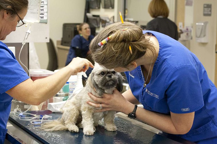 Konkurrensverket ska kartlägga veterinärvårdens pristransparens