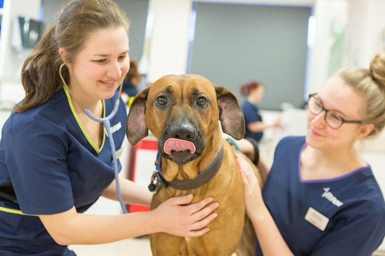 200 000 färre veterinärbesök – men djursjukvården belastas av ökade akuta fall