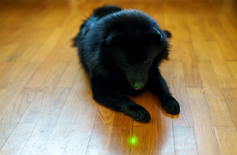 Veterinärens varning: 5 populära djurprodukter han aldrig skulle ge sin egen hund