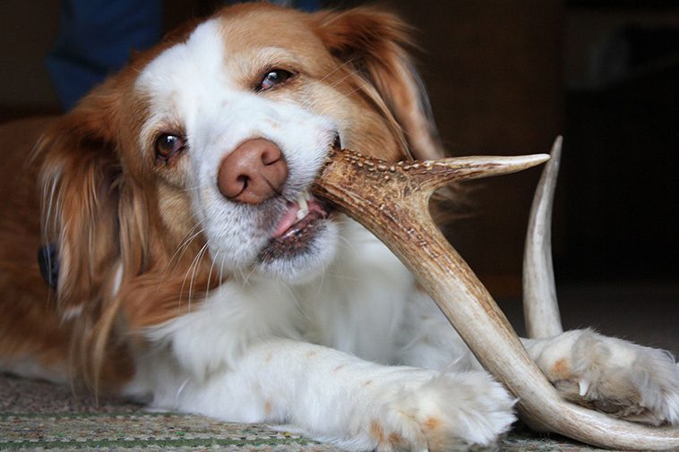 Veterinärens varning: 5 populära djurprodukter han aldrig skulle ge sin egen hund