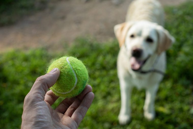 Veterinärens varning: 5 populära djurprodukter han aldrig skulle ge sin egen hund