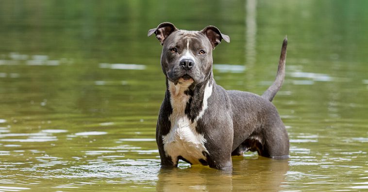 Mental styrka i fokus – American Staffordshire Terrier nästa ras att få mentalindex