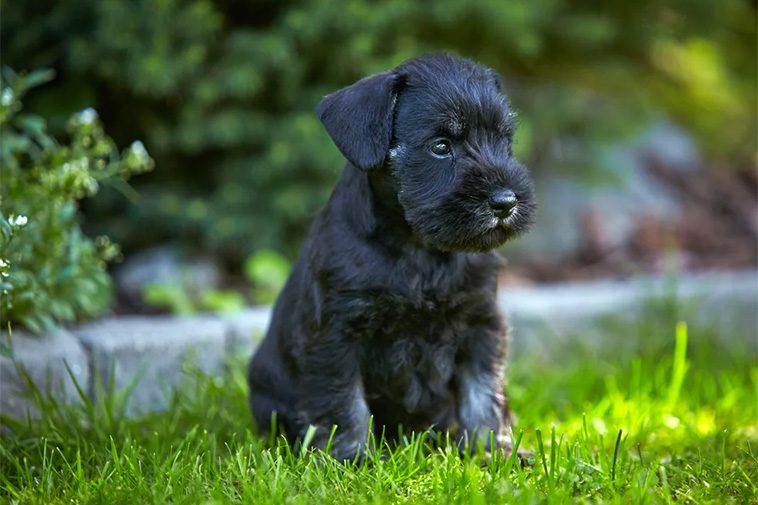 Hundraser: Dvärgschnauzer