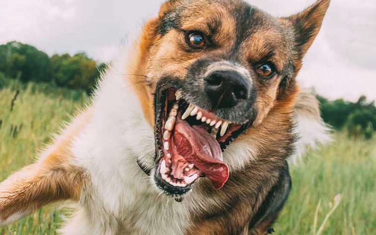Barn överfölls av stor hund – vårdas på sjukhus efter attacken