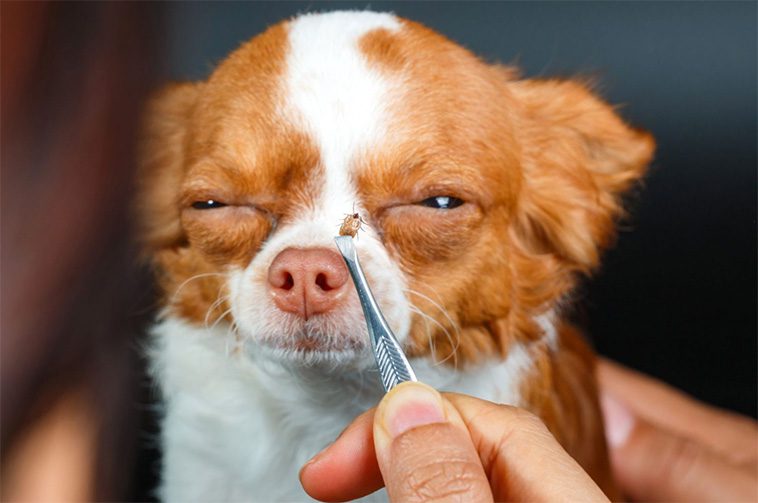 Fästingsäsongen är här – varningssignalerna du inte får missa hos din hund