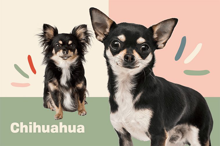 Liten, modig och oemotståndlig – här är historien om Chihuahua