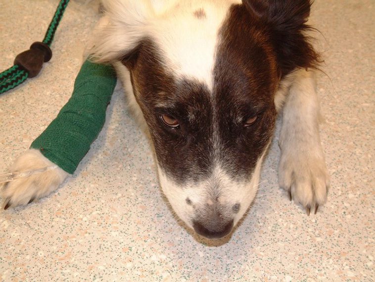 Huggormssäsongen är här – så ser du tecknen och skyddar din hund
