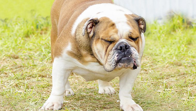 Hund med förstoppning? Här är 5 enkla huskurer som kan hjälpa hemma