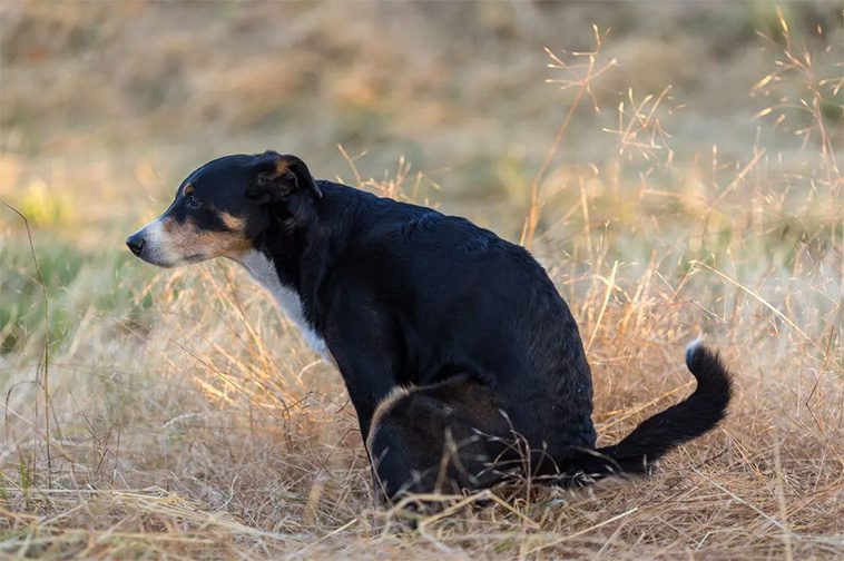 Hund med förstoppning? Här är 5 enkla huskurer som kan hjälpa hemma