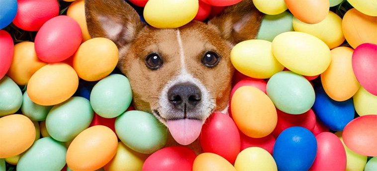 Så skyddar du din hund under påsken – undvik vanliga fällor i högtidens firande
