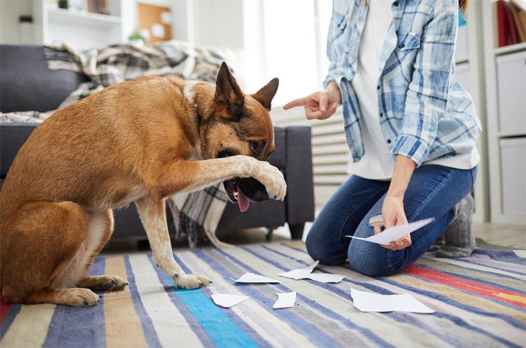 Nästan alla hundar har beteendeproblem – visar ny omfattande studie