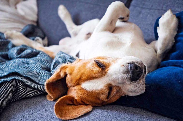 Därför behöver din hund mer sömn än du tror – experten förklarar
