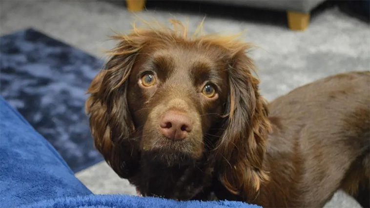 Englands fortsatta kamp mot hundattacker – nära en fördubbling i norra England på sex år