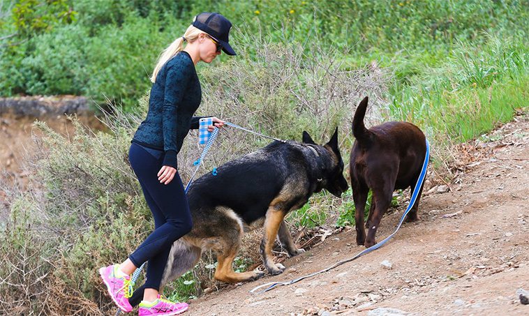 Hollywoods hemliga favorit – kändiselitens kärlek till Tysk Schäferhund i unika bilder