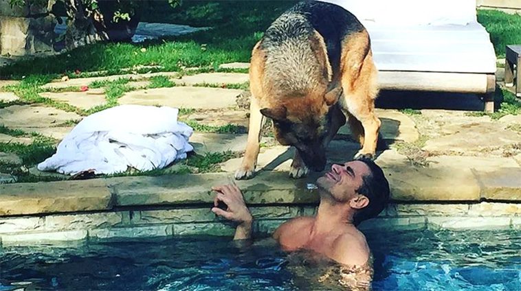 Hollywoods hemliga favorit – kändiselitens kärlek till Tysk Schäferhund i unika bilder