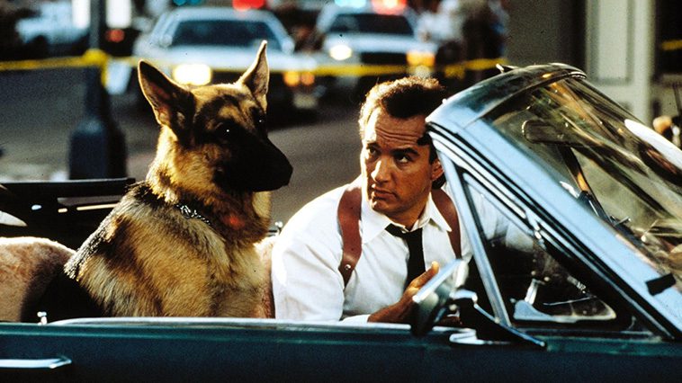 Hollywoods hemliga favorit – kändiselitens kärlek till Tysk Schäferhund i unika bilder