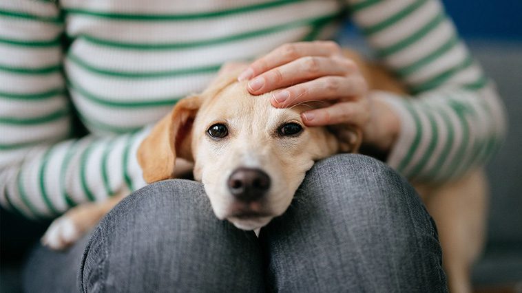 Forskning visar varför du ALLTID bör klappa din hund innan du lämnar hemmet