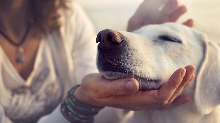 Forskning visar varför du ALLTID bör klappa din hund innan du lämnar hemmet