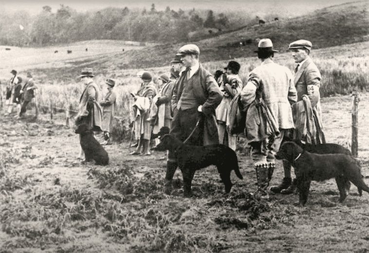Sveriges populäraste hund – här är Labradorens historia