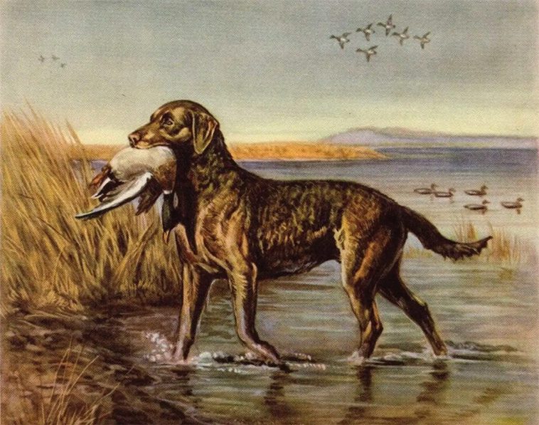 Sveriges populäraste hund – här är Labradorens historia
