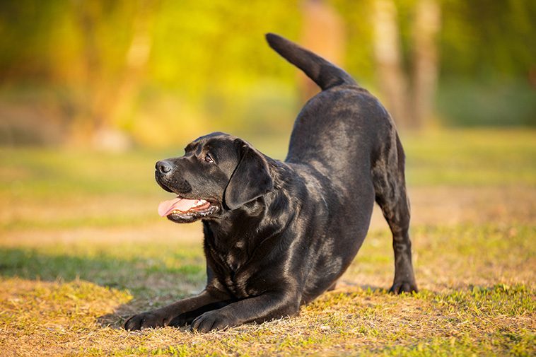 Sveriges populäraste hund – här är Labradorens historia