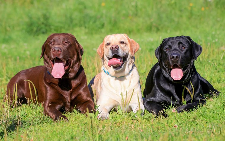 Sveriges populäraste hund – här är Labradorens historia
