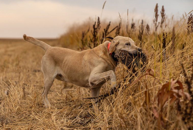 Sveriges populäraste hund – här är Labradorens historia