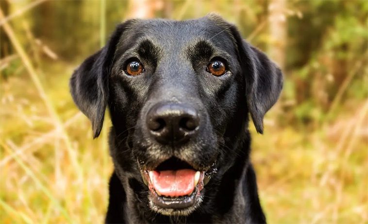 Sveriges populäraste hund – här är Labradorens historia