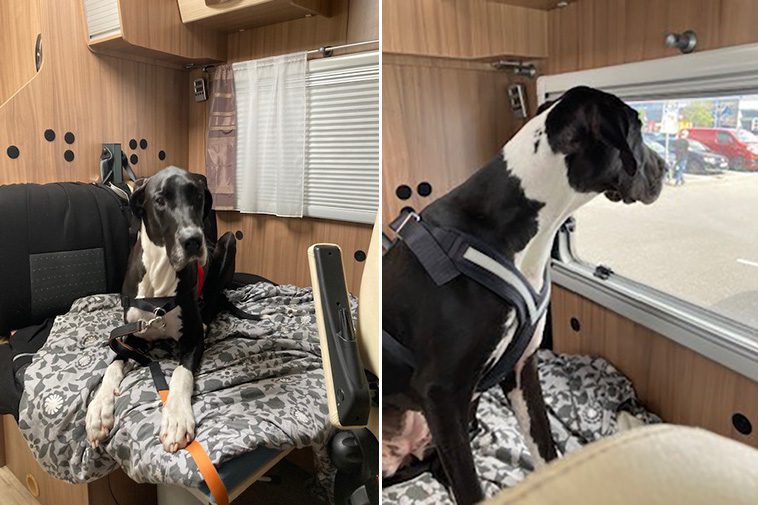Månadens vovve: Den camping-glada jätten Rush